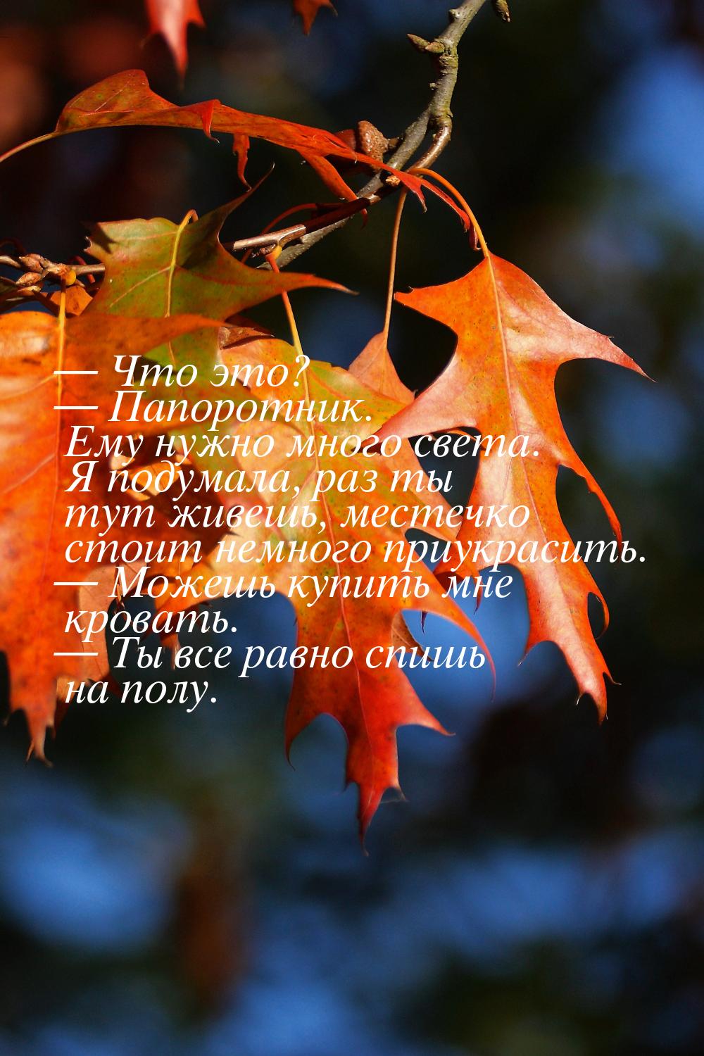 — Что это? — Папоротник. Ему нужно много света. Я подумала, раз ты тут живешь, местечко ст