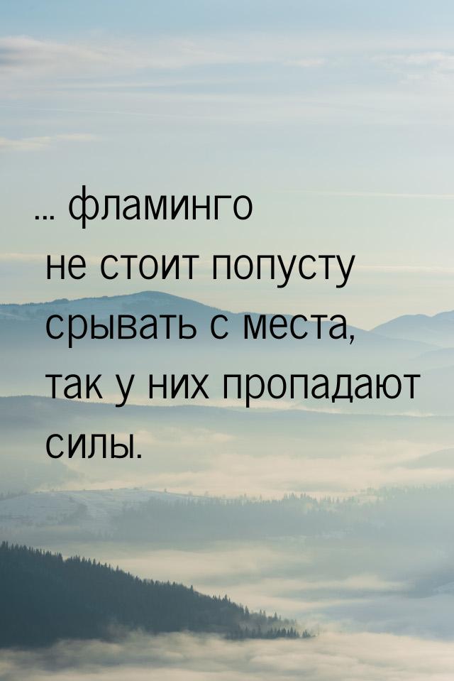 ... фламинго не стоит попусту срывать с места, так у них пропадают силы.