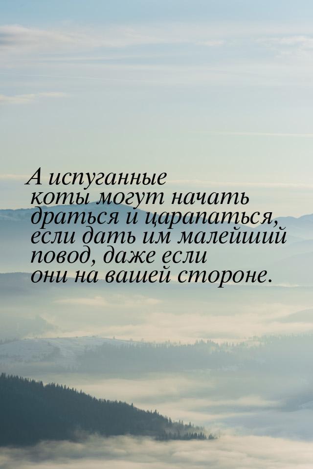 А испуганные коты могут начать драться и царапаться, если дать им малейший повод, даже есл