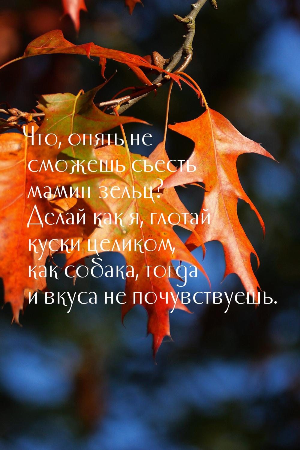 Что, опять не сможешь съесть мамин зельц? Делай как я, глотай куски целиком, как собака, т