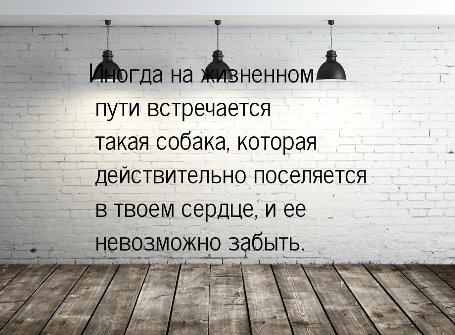 Иногда на жизненном пути встречается такая собака, которая действительно поселяется в твое