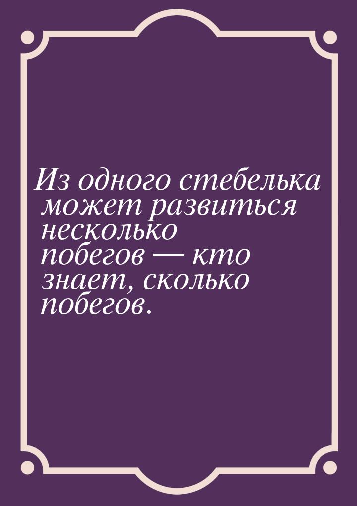 Из одного стебелька может развиться несколько побегов  кто знает, сколько побегов.