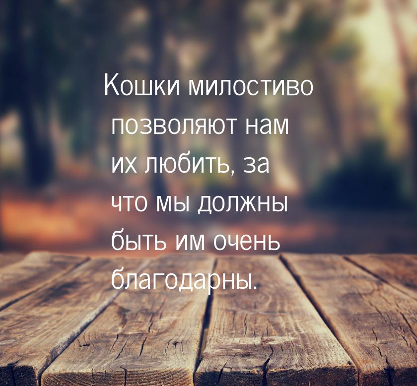 Кошки милостиво позволяют нам их любить, за что мы должны быть им очень благодарны.