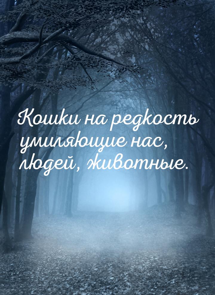 Кошки на редкость умиляющие нас, людей, животные.