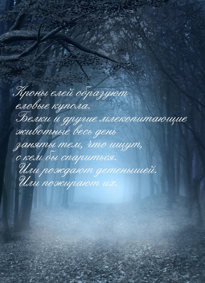 Кроны елей образуют еловые купола. Белки и другие млекопитающие животные весь день заняты 