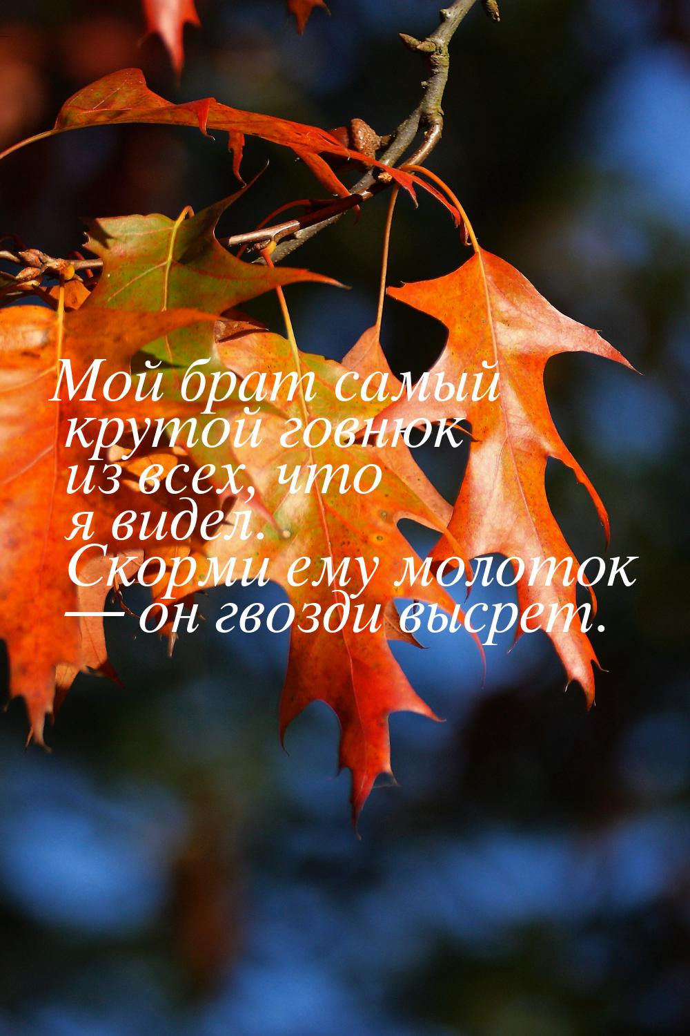 Мой брат самый крутой говнюк из всех, что я видел. Скорми ему молоток  он гвозди вы