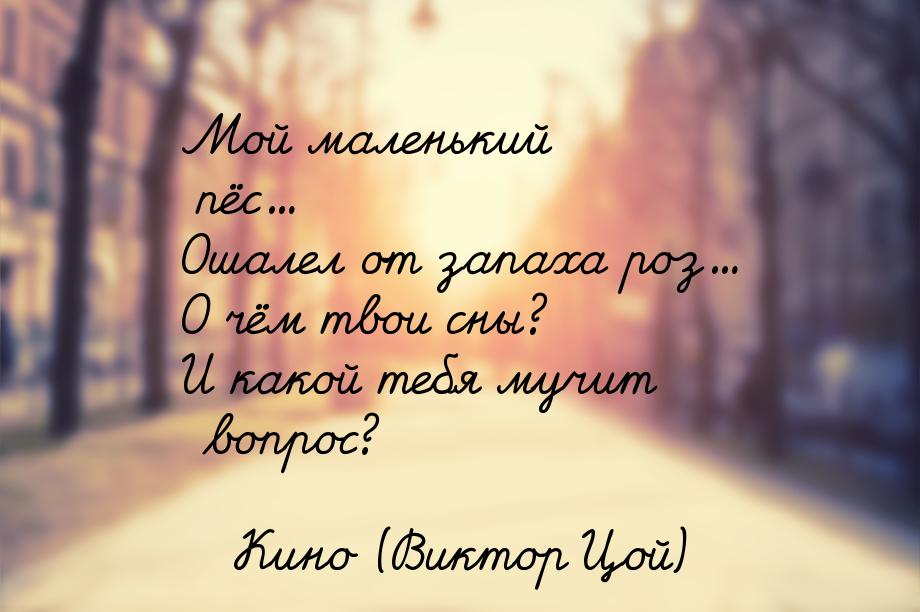Мой маленький пёс... Ошалел от запаха роз... О чём твои сны? И какой тебя мучит вопрос?