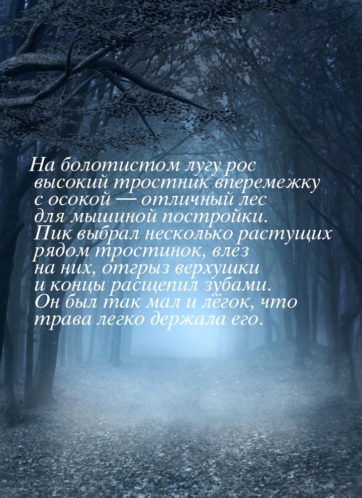 На болотистом лугу рос высокий тростник вперемежку с осокой  отличный лес для мышин