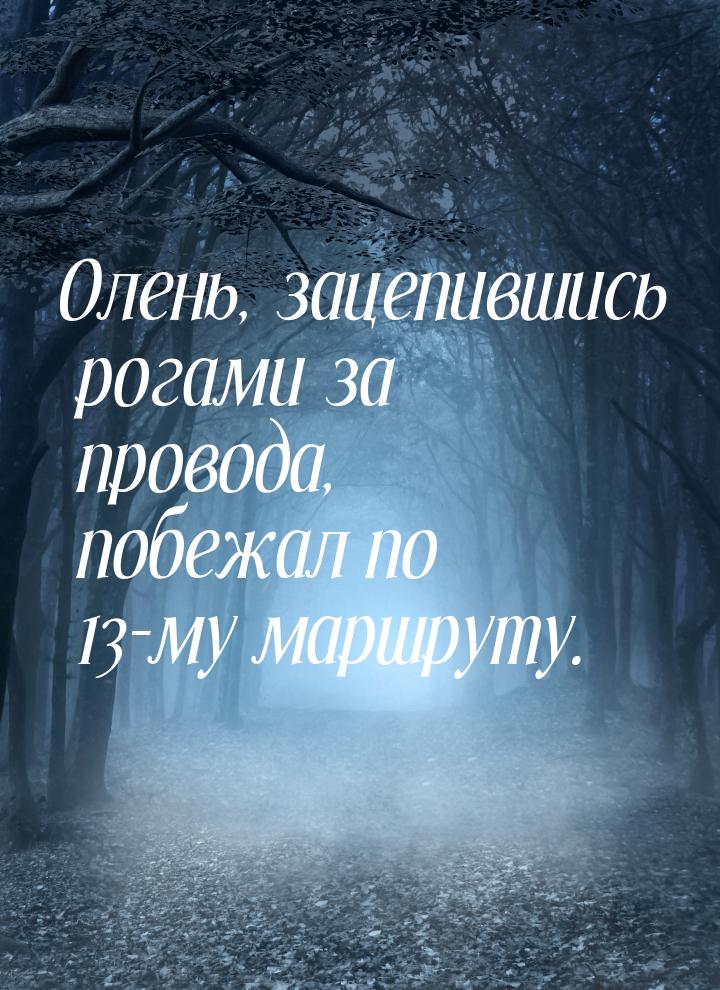 Олень, зацепившись рогами за провода, побежал по 13-му маршруту.