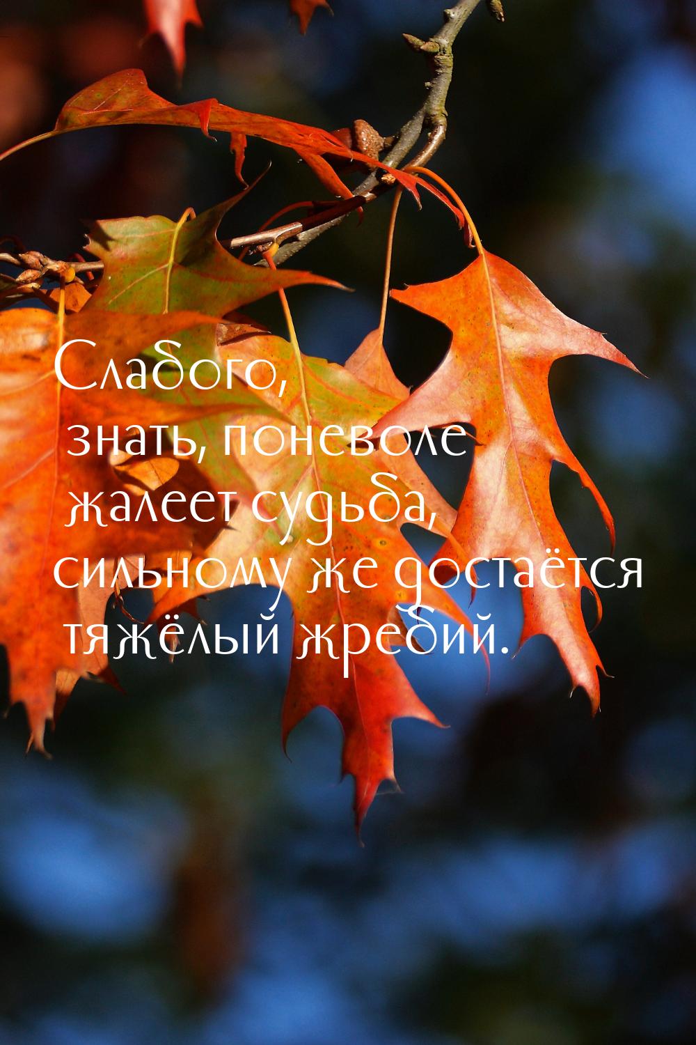 Слабого, знать, поневоле жалеет судьба, сильному же достаётся тяжёлый жребий.