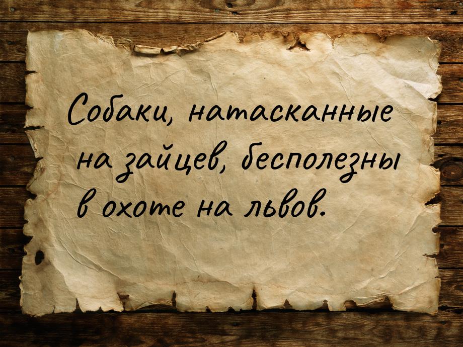 Собаки, натасканные на зайцев, бесполезны в охоте на львов.