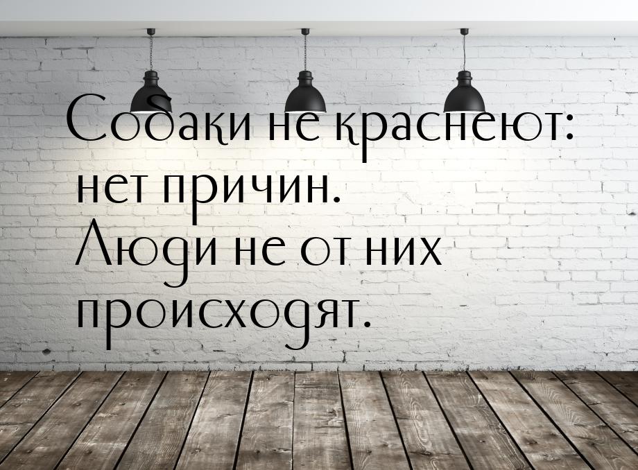 Собаки не краснеют: нет причин. Люди не от них происходят.