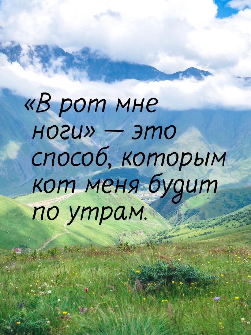 В рот мне ноги  это способ, которым кот меня будит по утрам.