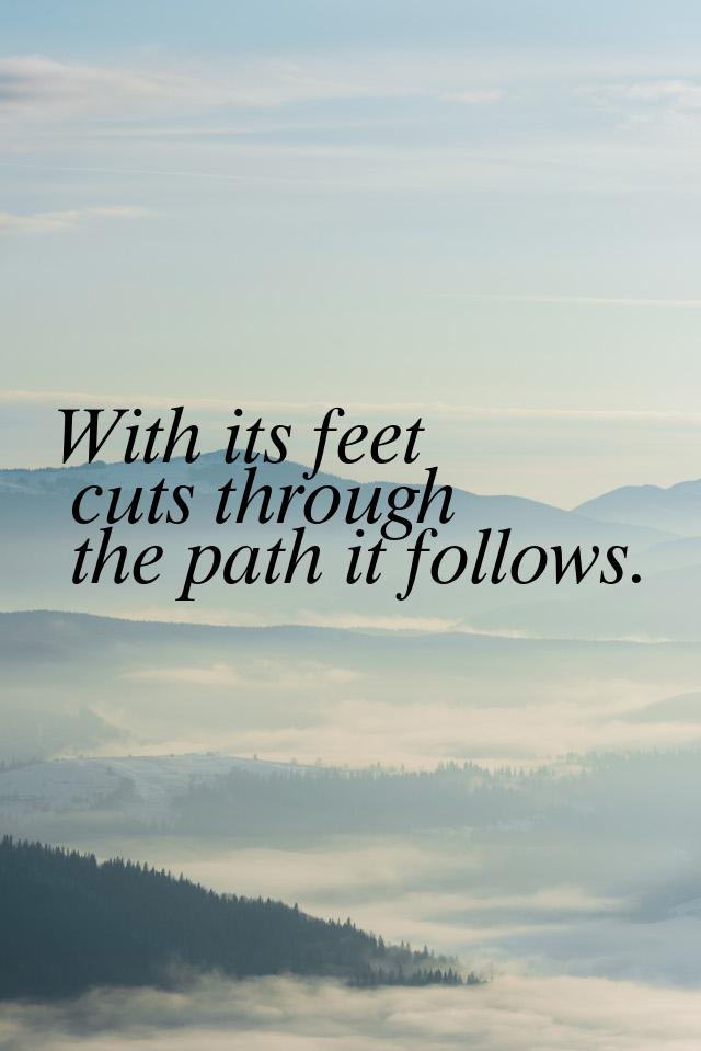 With its feet cuts through the path it follows.