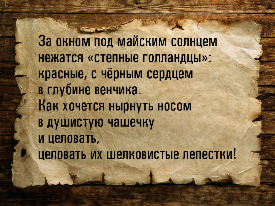 За окном под майским солнцем нежатся «степные голландцы»: красные, с чёрным сердцем в глуб