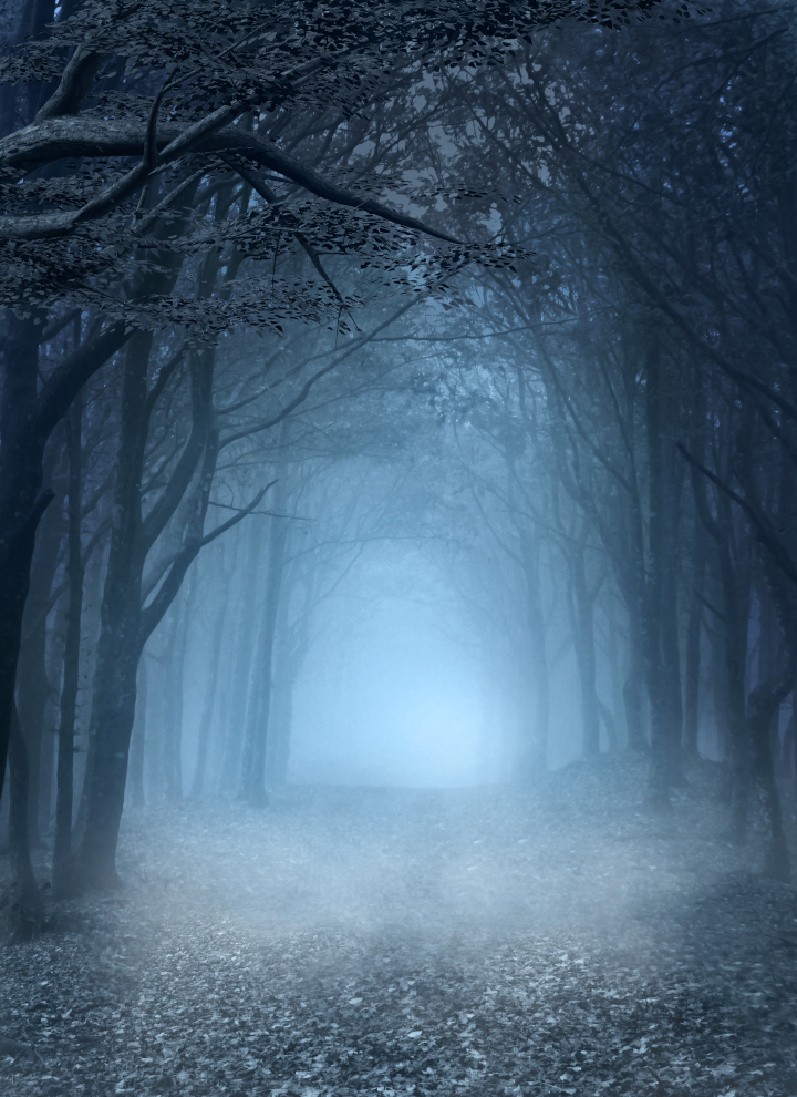 Цитаты и афоризмы Туманная дорога в лесу